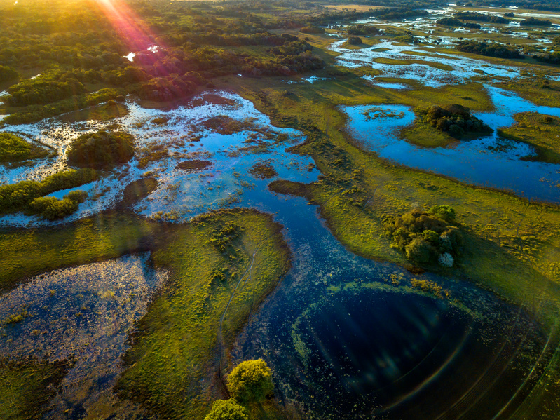 Pantanal photographed in Corumbá, Mato Grosso do Sul. Pantanal Biome, Brazil.